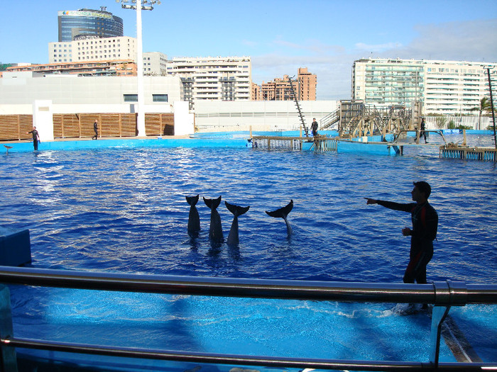 DSC02893 - CALATORIND Valencia-Oceanografic