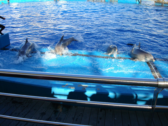 DSC02915 - CALATORIND Valencia-Oceanografic