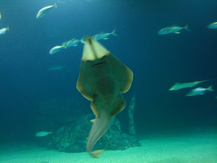 DSC02934 - CALATORIND Valencia-Oceanografic