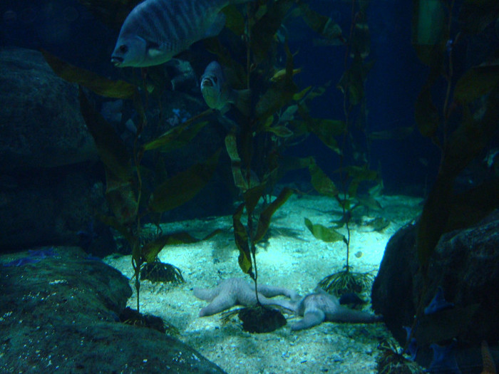 DSC02945 - CALATORIND Valencia-Oceanografic