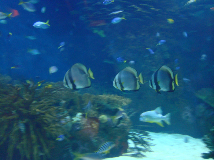 DSC02980 - CALATORIND Valencia-Oceanografic