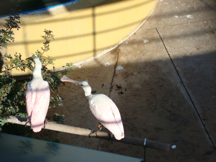 DSC02990 - CALATORIND Valencia-Oceanografic