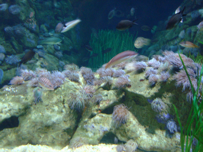 DSC03000 - CALATORIND Valencia-Oceanografic