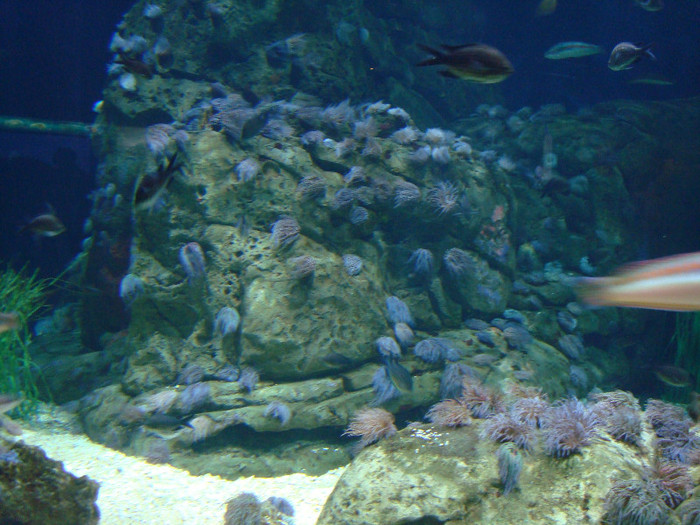 DSC03001 - CALATORIND Valencia-Oceanografic