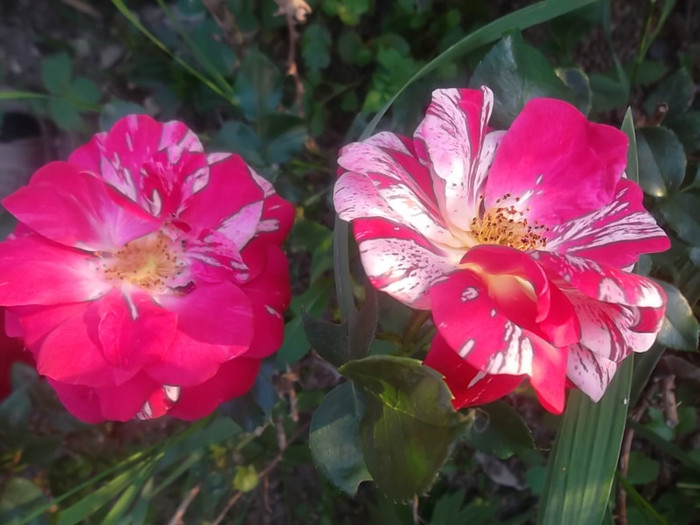 twist - trandafiri 2012