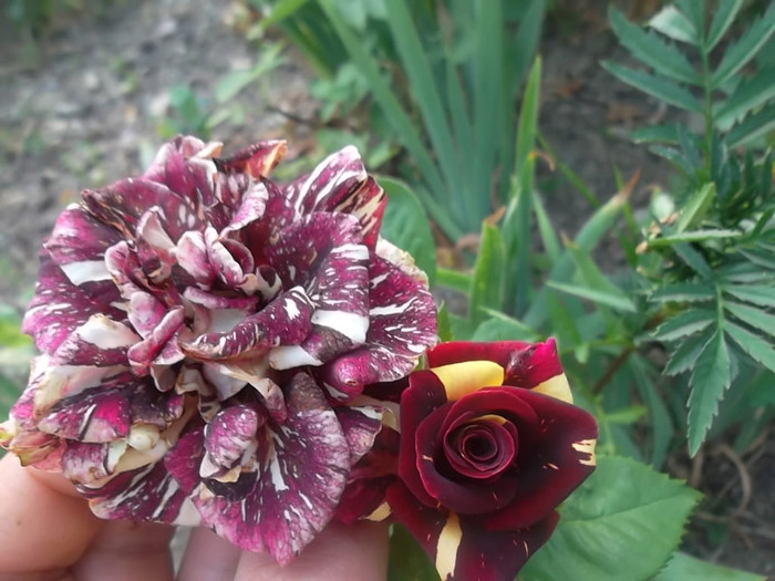 abracadabra si hocus pocus - trandafiri 2012