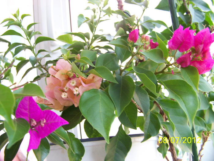 352_7101 - bougainvillea 2012