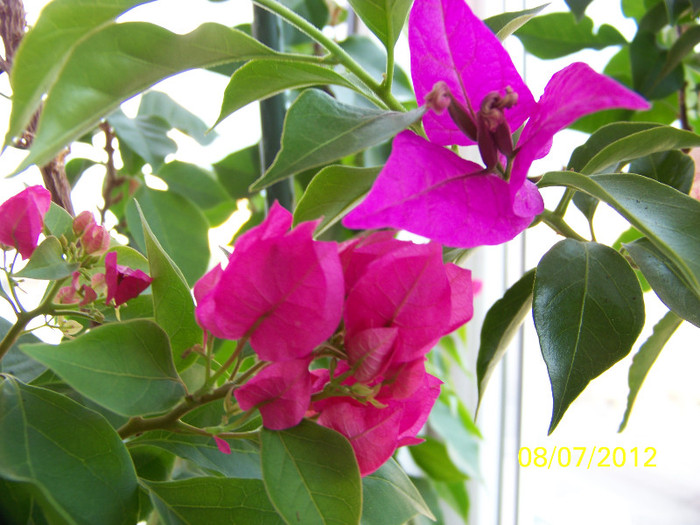 352_7103 - bougainvillea 2012
