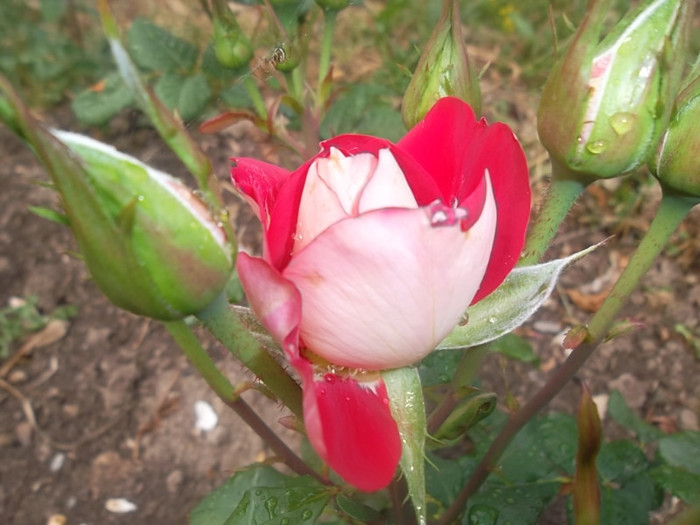 kronenbourg? - trandafiri 2012