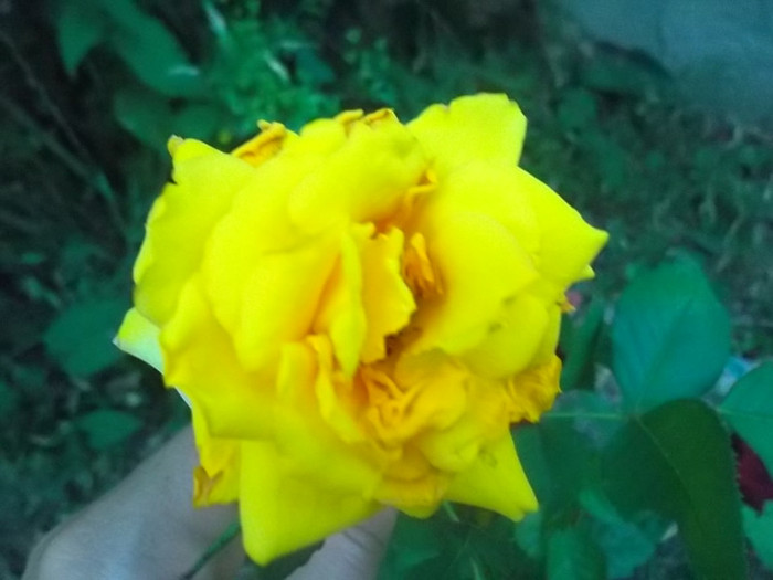 patio - trandafiri 2012