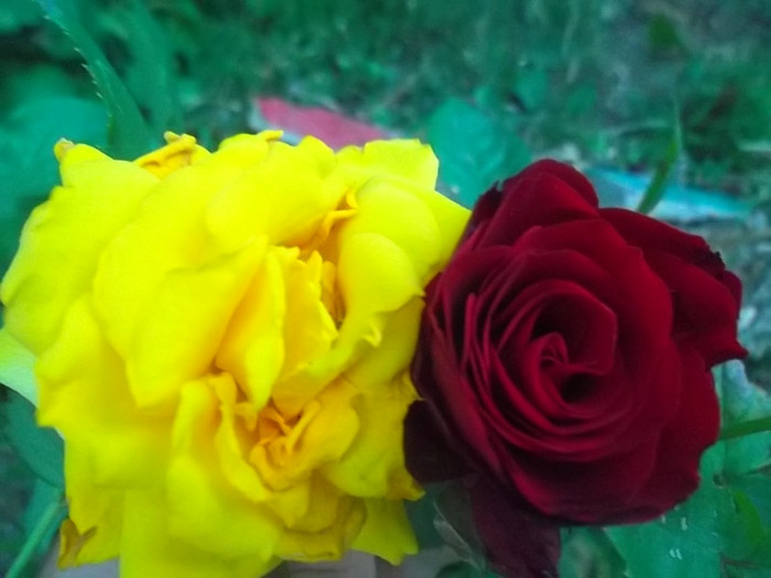 patio - trandafiri 2012