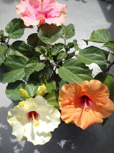 un buchet de hibiscus> 8 iulie infloriti!