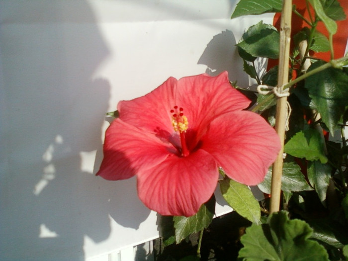 8 ulie 2012-flori 001