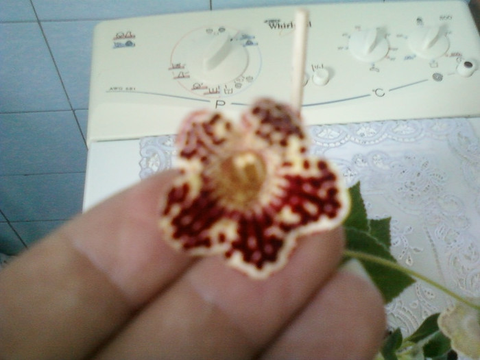 8 ulie 2012-flori 016