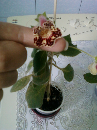 8 ulie 2012-flori 013
