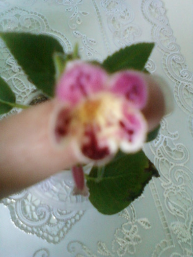 8 ulie 2012-flori 014