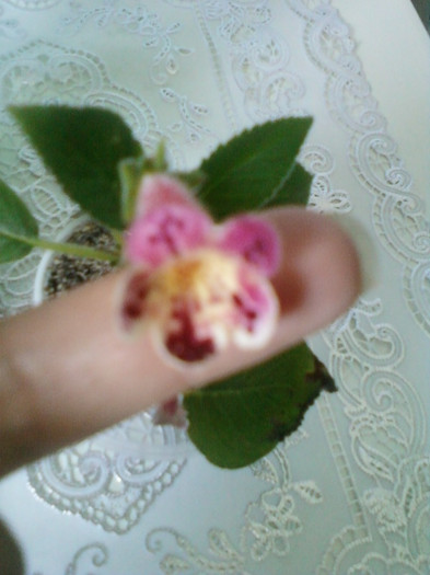 kohleria ?