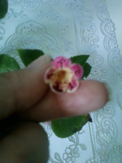 8 ulie 2012-flori 018