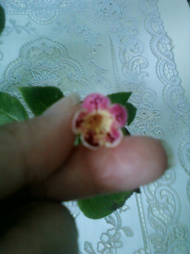 kohleria ?