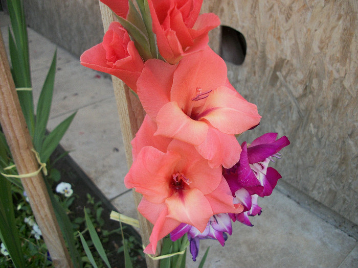 7 iulie 2012 - gladiole 2012