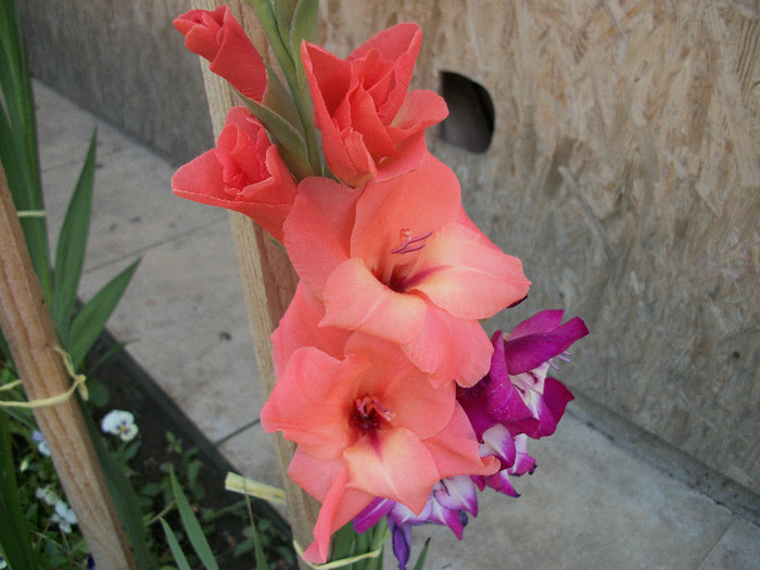 100_1236 - gladiole 2012