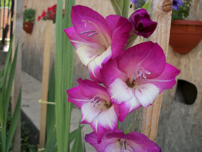 100_1237 - gladiole 2012