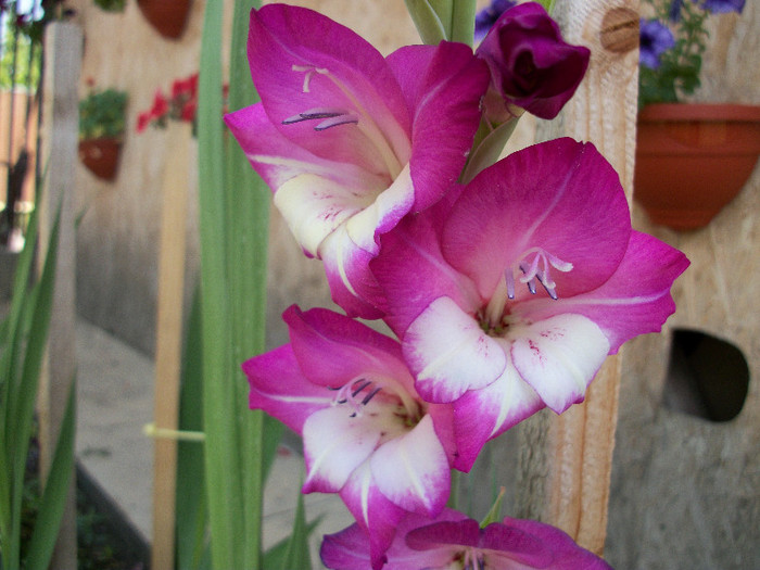 100_1238 - gladiole 2012