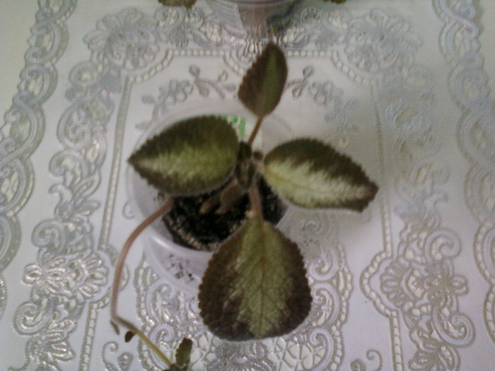 8 ulie 2012-flori 023
