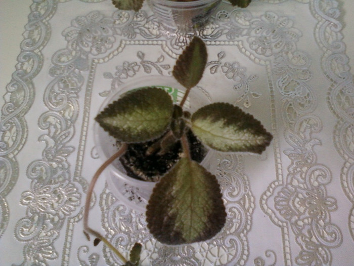 episcia ?