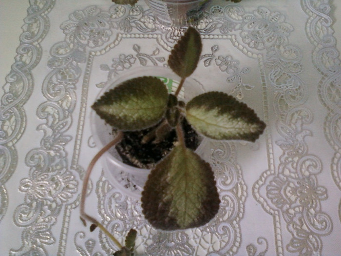 8 ulie 2012-flori 034