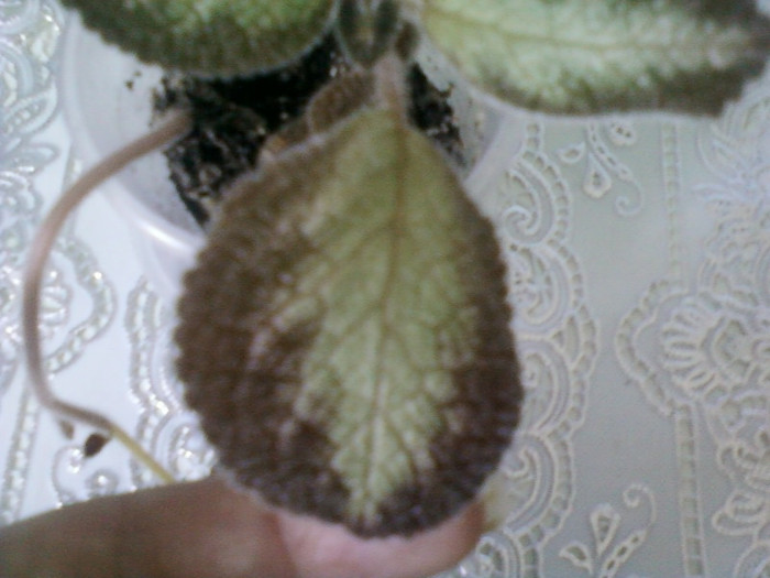8 ulie 2012-flori 027