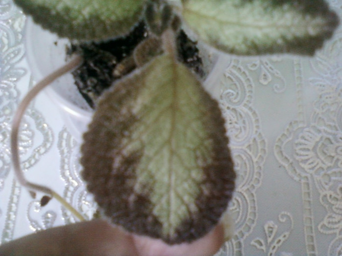 episcia ?