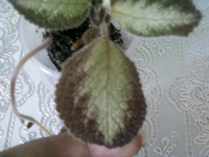 8 ulie 2012-flori 030