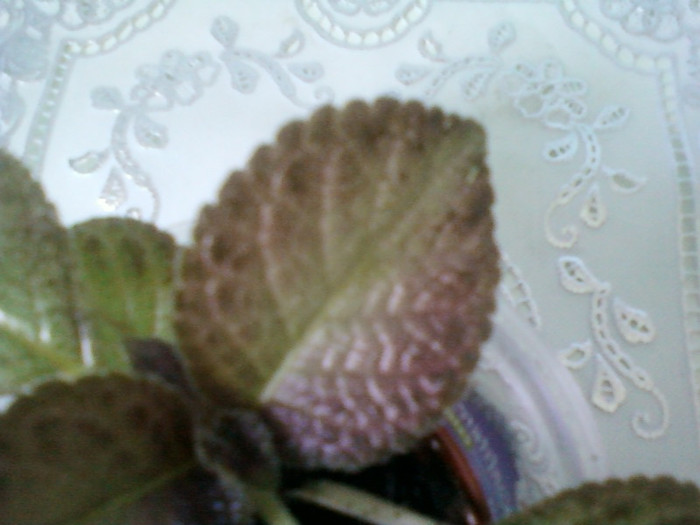 episcia ?