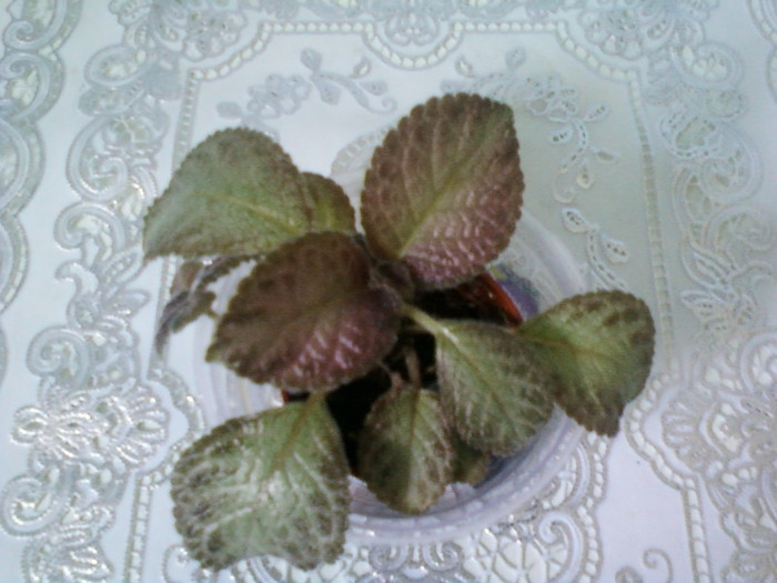 8 ulie 2012-flori 031