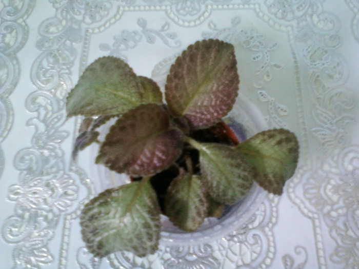 episcia ?