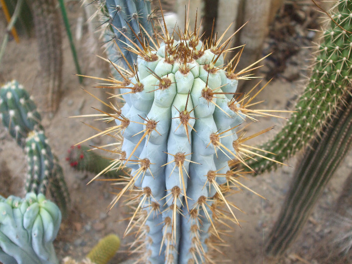 DSCF1561