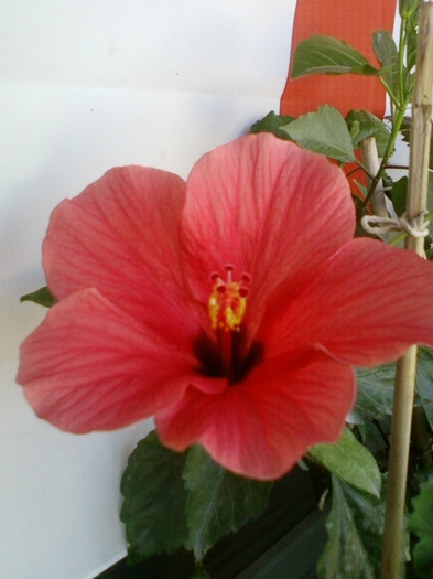 8 ulie 2012-flori 043