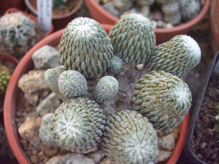 DSCF1595