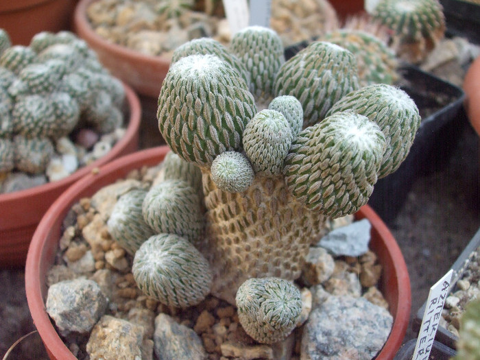 DSCF1596