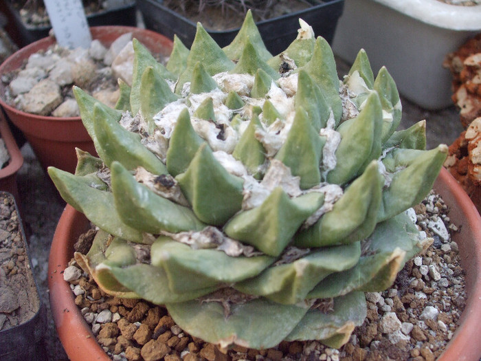 DSCF1598