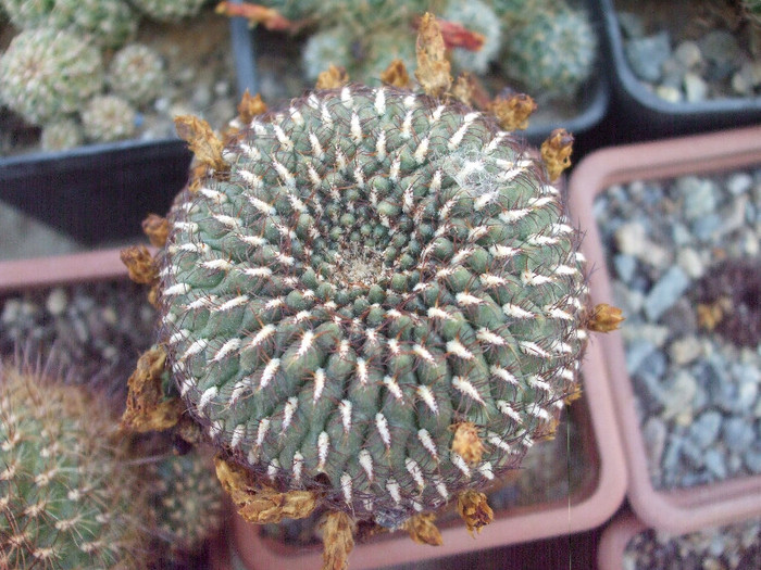 DSCF1602