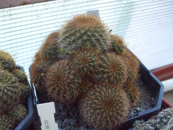 DSCF1604 - Dumbraian Marius