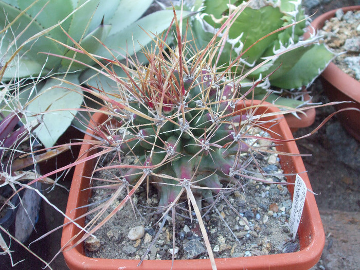 DSCF1623