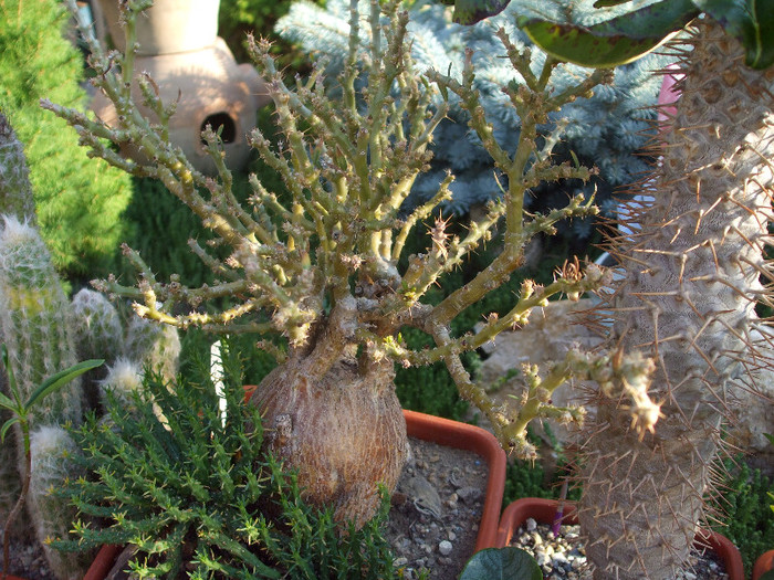 DSCF1723 - Dumbraian Marius