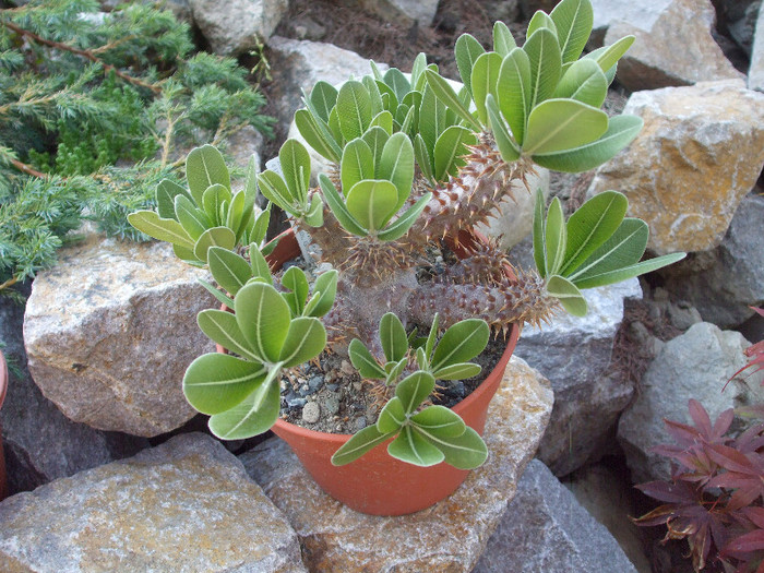 DSCF1731 - Dumbraian Marius
