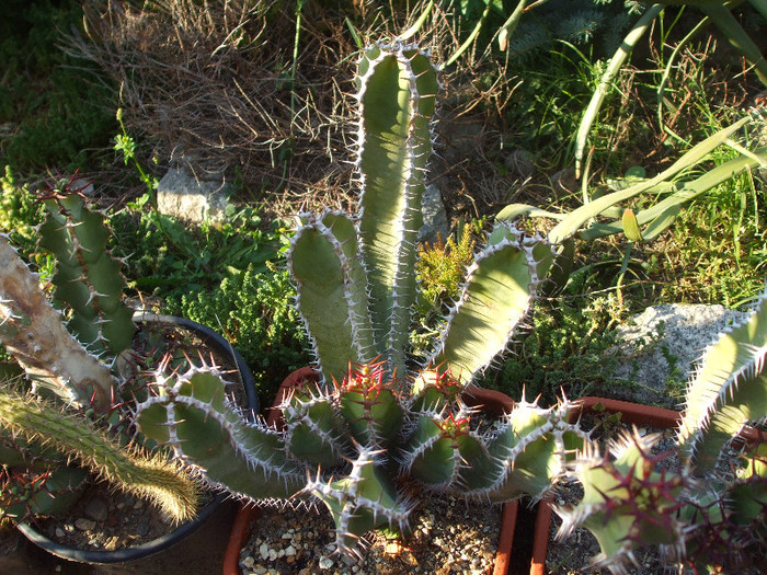 DSCF1733 - Dumbraian Marius