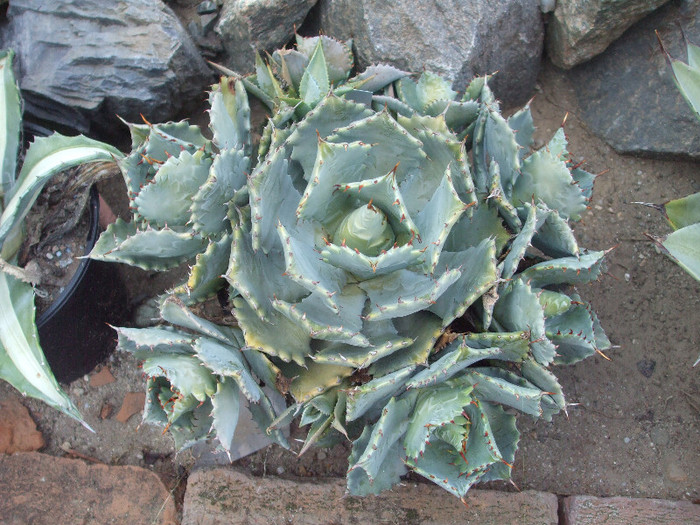 DSCF1758 - Dumbraian Marius