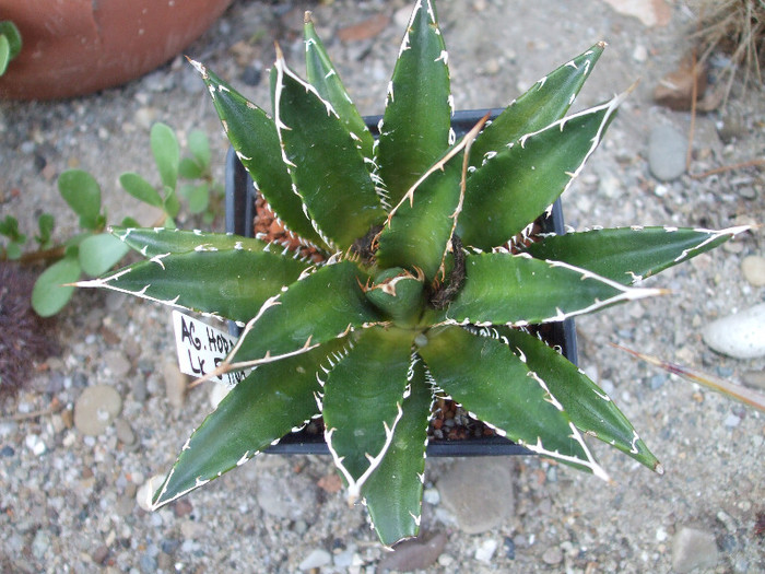 DSCF1761 - Dumbraian Marius