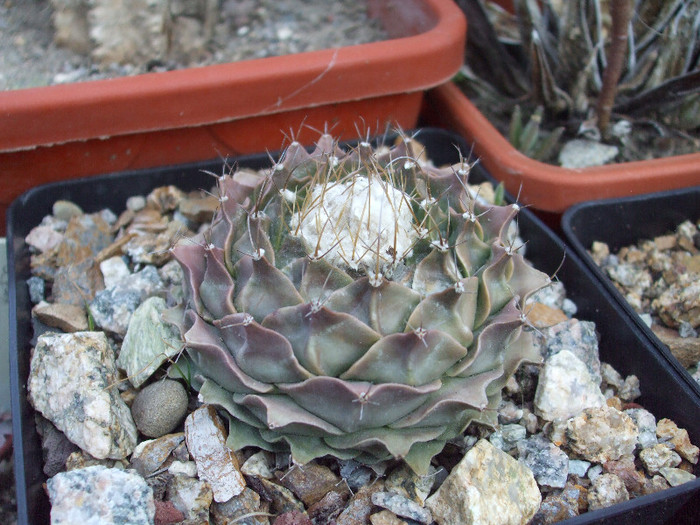 DSCF1765